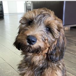 Dolce - Goldendoodle
