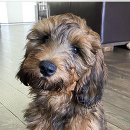 Dolce - Goldendoodle