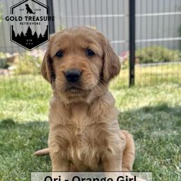 Girl 1 - Golden female Golden Retriever puppy in Star, Idaho from Gold Treasure Retrievers