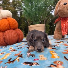 Blue and Cream - Blue and tan male Dachshund puppy in West Plains, Missouri from Spring Creek Dachshunds