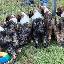 "Mo Mo's babies watching their Auntee Scout!" Tibetan Terrier Puppies from Rama Kha Tibetans