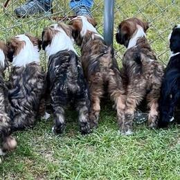 "Mo Mo's babies watching their Auntee Scout!" Tibetan Terrier Puppies from Rama Kha Tibetans