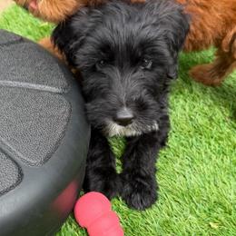 Girl 3 - Black female Whoodle puppy in Sebastian, Florida from Perri’s Whoodles