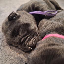Call Me - Black female Labrador Retriever puppy in Martinsburg, West Virginia from Fetching Labrador Retrievers