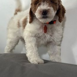 Boy 3 - Cream male Goldendoodle puppy in Pawtucket, Rhode Island from Ds_minidoodles