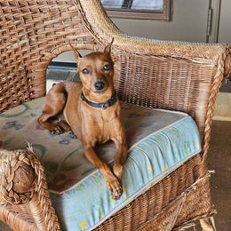 Miniature Pinscher puppies from Rehdiant Miniature Pinschers