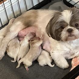 Shih Tzu Puppies from Happy Haven Farm