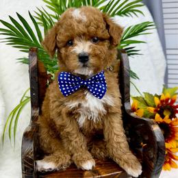 Blue - Red  male Poodle puppy in West Hamlin, West Virginia from My Vision Poodles