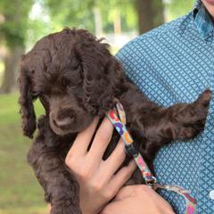 Boykin Spaniel Puppies from BoykinsNBoat