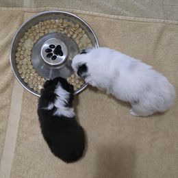 Shetland Sheepdog Puppies from Whitehaven Farm Shelties