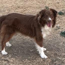 RUBY - Miniature American Shepherd