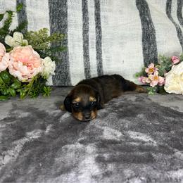 Beau - Red male Dachshund puppy in Wellborn, Florida from Azalea Acres Mini Doxies