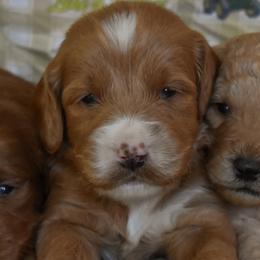 Male 2 of 3 - Apricot male Goldendoodle puppy in Macedon, New York from Toodles Goldendoodles