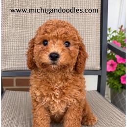 Lulu - Apricot female Goldendoodle puppy in Swartz Creek, Michigan from Michigan Doodles