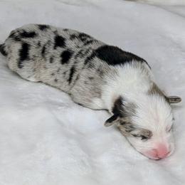 Charlie Brown - Blue merle and white male American Corgi puppy in Clarksville, Tennessee from Cold Creek Family Farm LLC