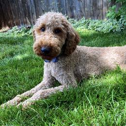 Chester - Poodle