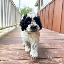 Pepper Roan - Black and chalk male Australian Labradoodle puppy in Wamego, Kansas from Doodles of Oz