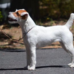 Jack Russell Terrier All Grown Up from Diggin West Jack Russells