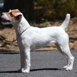 Jack Russell Terrier All Grown Up from Diggin West Jack Russells