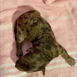 Pepper - Merle female Goldendoodle puppy in Greenville, South Carolina from Law Doodles of SC