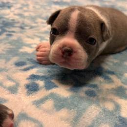 Bear - Lilac male Boston Terrier puppy in Red Rock, Arizona from Cortes Boston Terriers