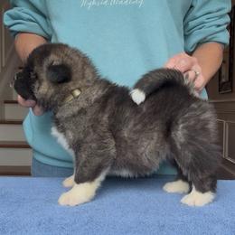 Girl 3 Silver collar - Brown, black overlay female Akita puppy in Coopersburg, Pennsylvania from Main Street Akitas