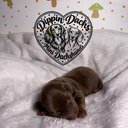 Rolo - Chocolate and tan male Dachshund puppy in Wytheville, Virginia from Dippin’ Dachs Mini Dachshunds