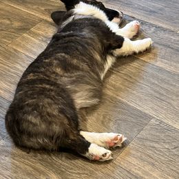 Miley - American Corgi