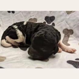 Radish - Parti male Goldendoodle puppy in Sterling, Connecticut from Justine’s Retrievers and Doodles, LLC