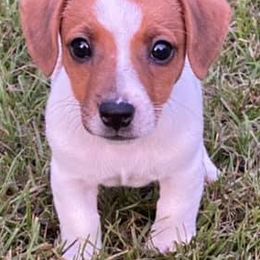 Russell Terriers from Beverly Jack Russells