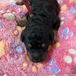 Sweetie - Phantom female Poodle puppy in Conway, Arkansas from Arkansas River Poodles