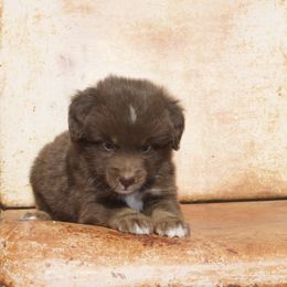 Ford - Red tri-color male Miniature American Shepherd puppy in Hill County, Texas from Riot Kreek Kennels