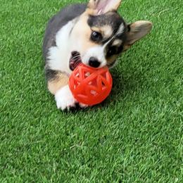 Pembroke Welsh Corgi Puppies from Poso Creek Corgis