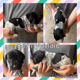 Kenny - Black roan male German Shorthaired Pointer puppy in Pierz, Minnesota from RFP Pointers German Shorthaired Pointers