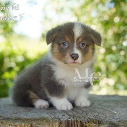 Fleur (Bluie F) - Blue female Pembroke Welsh Corgi puppy in Straughn, Alabama from Magnolia Creek Corgis