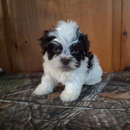 Freddie - Chocolate male Havanese puppy in Terrell, Texas from Ashley Nicole Ranch
