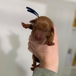 Black - Yellow male Labrador Retriever puppy in Gillete, Wyoming from Red Prairie Retrievers