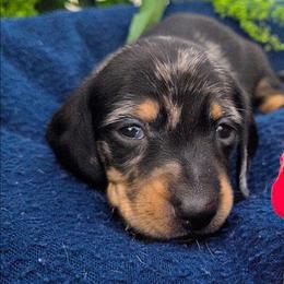 Boy 3 - Black and cream male Dachshund puppy in Roseville, California from Denver's Golden Dashies