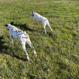 Dalmatian Puppies from Hallmark Dalmatians;