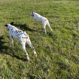 Dalmatian Puppies from Hallmark Dalmatians;
