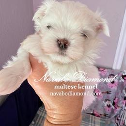 Girl - White female Maltese puppy in Snowville, Utah from Navabo Diamond