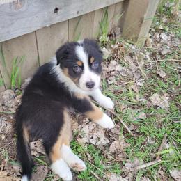 Polywag - Black tri-color female Australian Shepherd puppy in Kenosha, Wisconsin from Out of this World Aussies