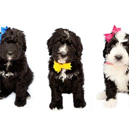 Bernedoodle Puppies from Southridge Bernedoodles