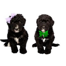 Bernedoodle Puppies from Southridge Bernedoodles