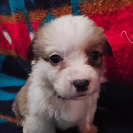 Sleepy - Sable female Pembroke Welsh Corgi puppy in Pilot Rock, Oregon from L2H Corgi's