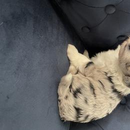 Aussiedoodle and Miniature Australian Shepherd Puppies from Biggie Ranch
