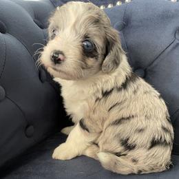 Aussiedoodle and Miniature Australian Shepherd Puppies from Biggie Ranch