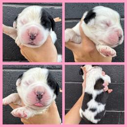 Light pink - Mahogany and white female Saint Bernard puppy in Ladysmith, Wisconsin from Northwoods Saint Bernards