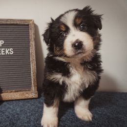 Australian Shepherd Puppies from Kelly Krew Aussies