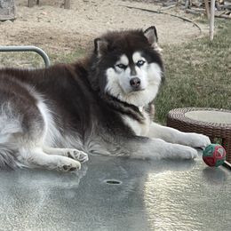Siberian Husky All Grown Up from Freedom Huskies
